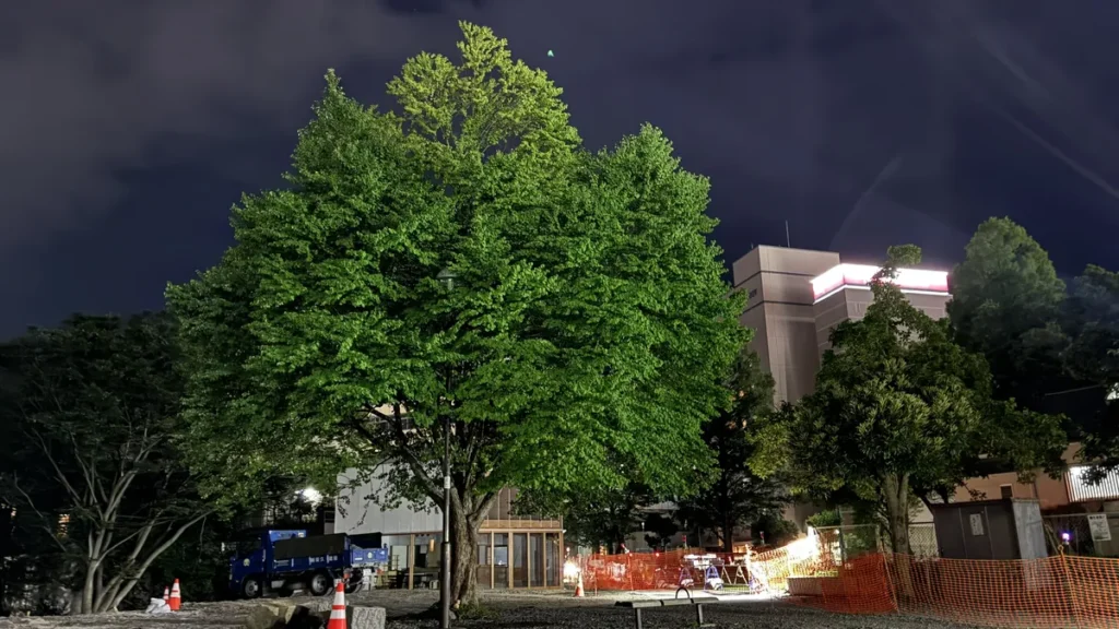 夜にライトアップされた中央公園のシンボルツリー（大きな緑の木）