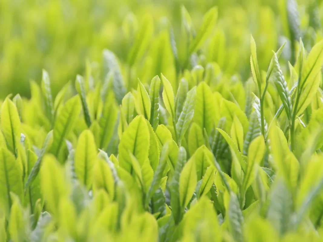 新芽が伸びた沼津の茶畑